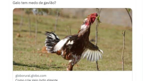 Postagem do Globo Rural (foto: Reprodução)