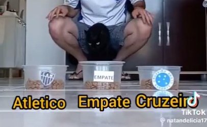 Gato vidente prevê vencedor de Atlético x Cruzeiro (foto: Reprodução/TikTok)