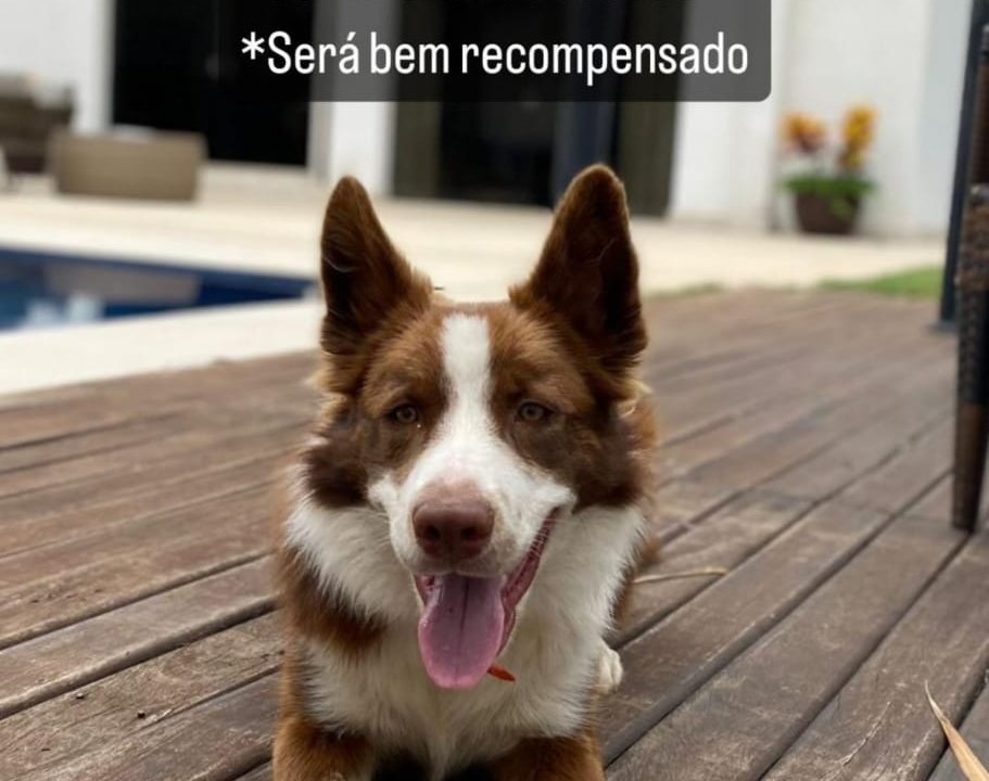 Cachorro de volante do Cruzeiro desapareceu (foto: Reprodução)