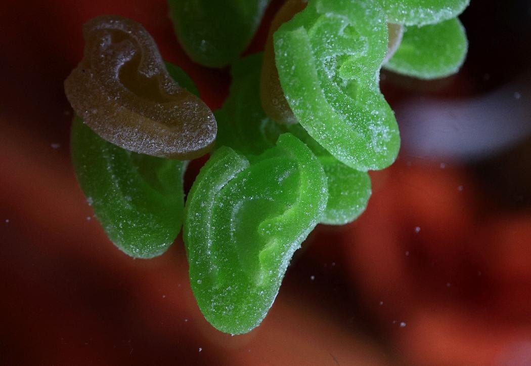 Balas em formato de orelhas lançadas por Mike Tyson