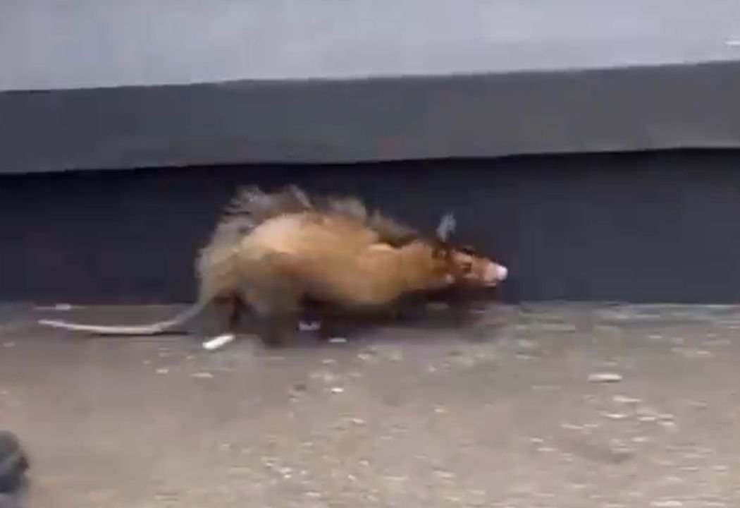 Gambá em São Januário (foto: Reprodução/Redes Sociais)