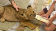 Filhote de leão sendo alimentado (foto: Reprodução )