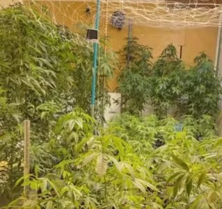 Plantação de maconha foi encontrada na casa do ex-surfista, em Santos (foto: Polícia Civil/Divulgação)