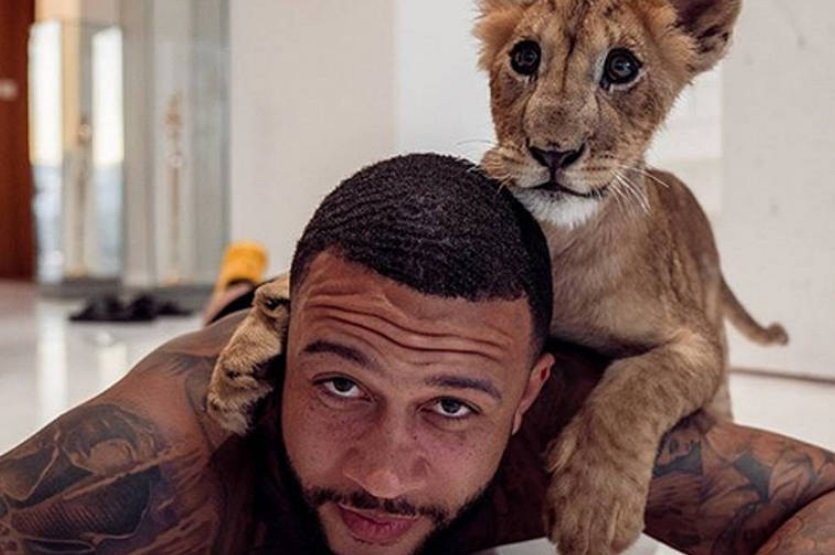 Depay, jogador, carrega um tigre nos ombros (foto: Reprodução de Internet)