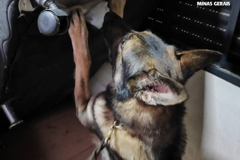 Com a ajuda de um cachorro, a droga foi encontrada na casa de torcedor em Patos de Minas (foto: Divulgação/PCMG)